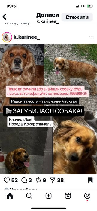Пропала собака кокер спаніель
