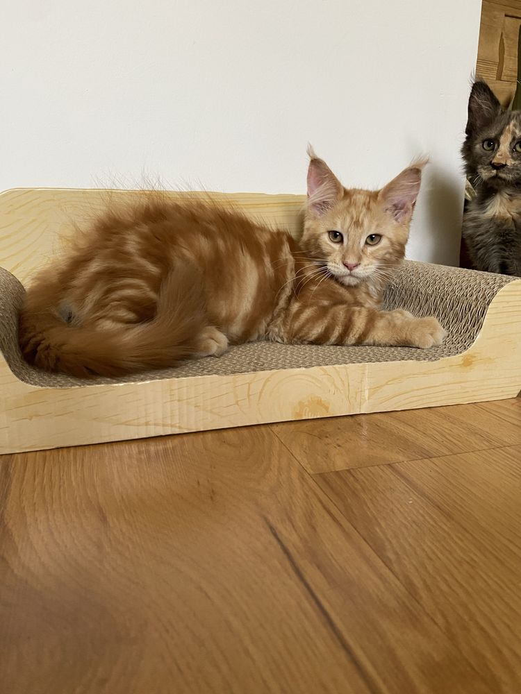 Maine coon duży rudy kocurek po dużych przebadanych rodzicach