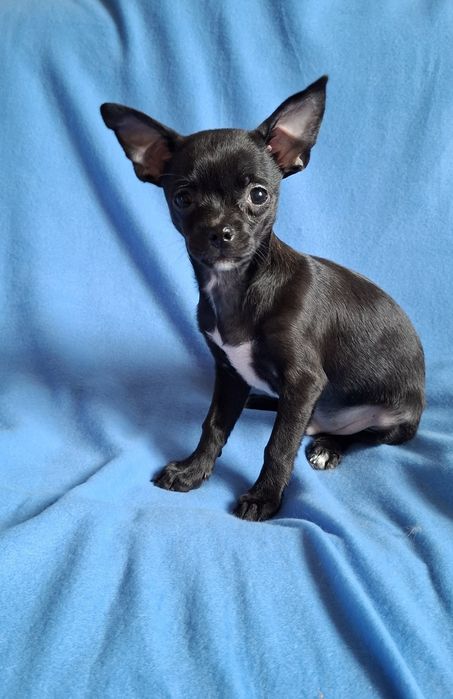 Śliczny piesek Chihuahua