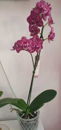 Продам красивую орхидею Дикий Кот Wild Cat