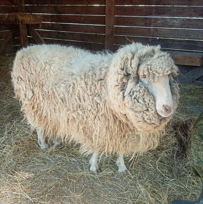 продам барана