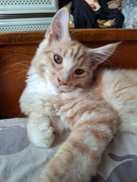 Кот Мейн - кун с документами . Вязка.