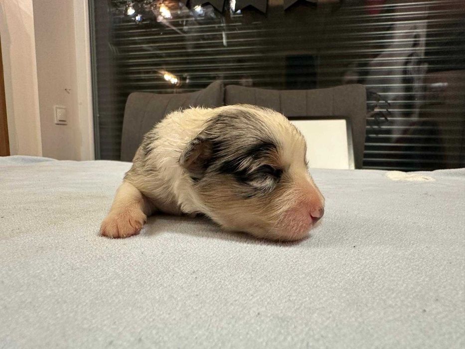 Suczka Bordel Coli Blue Merbel Tricol