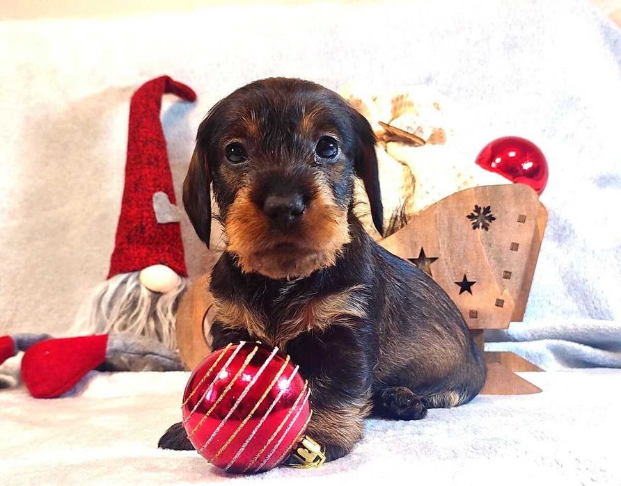Teckel Macho de Pelo Cerdoso