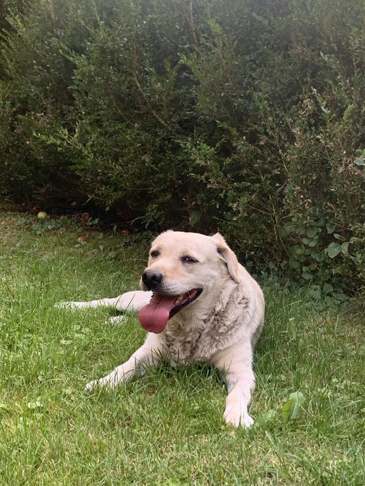 Indywidualna opieka nad psem lub kotem