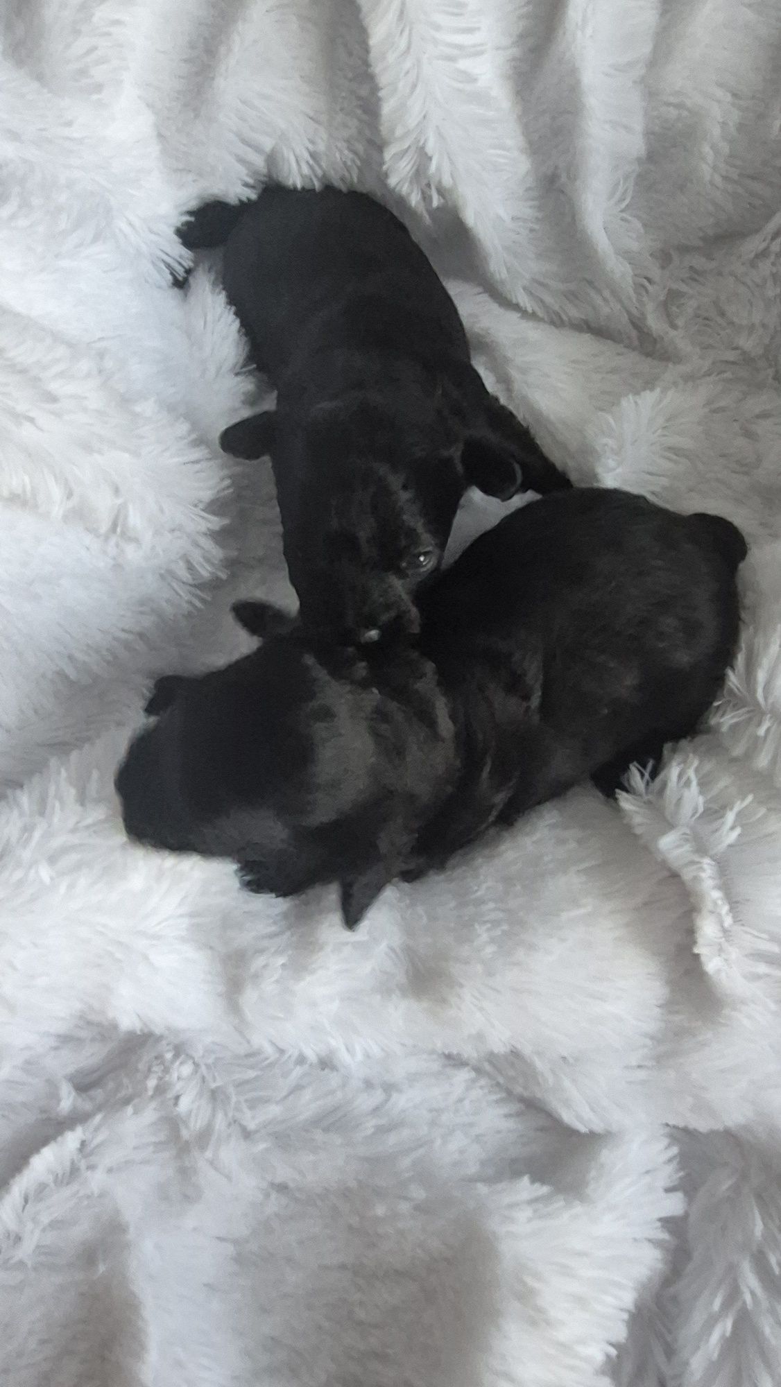 Yorkipoo yorkiedoodle