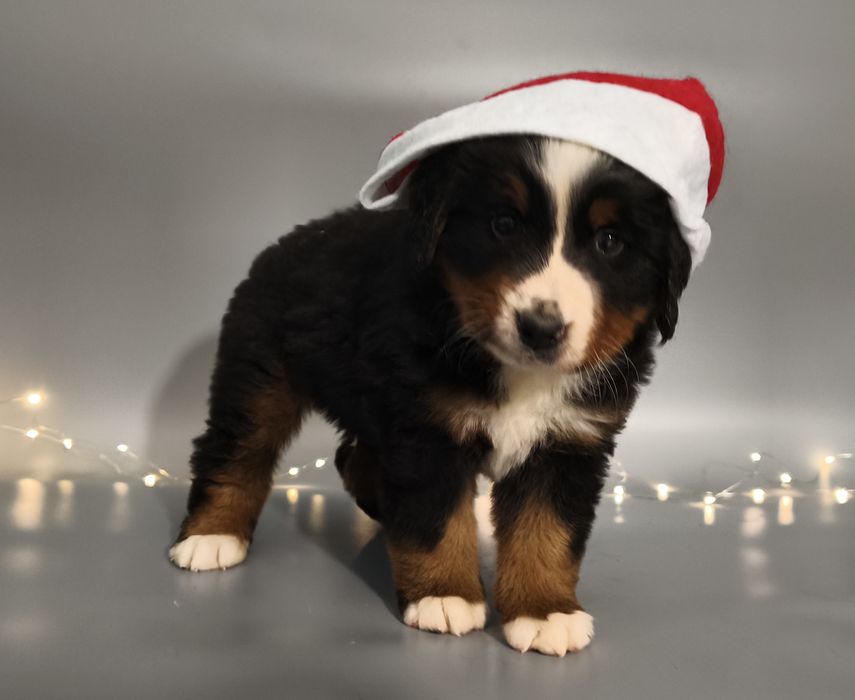 Berneński pies pasterski, chłopiec z metryka FCI / ZKwP po przepadanyc