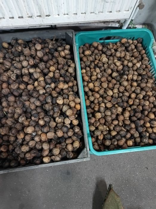 Orzechy wloskie 4zl kilo