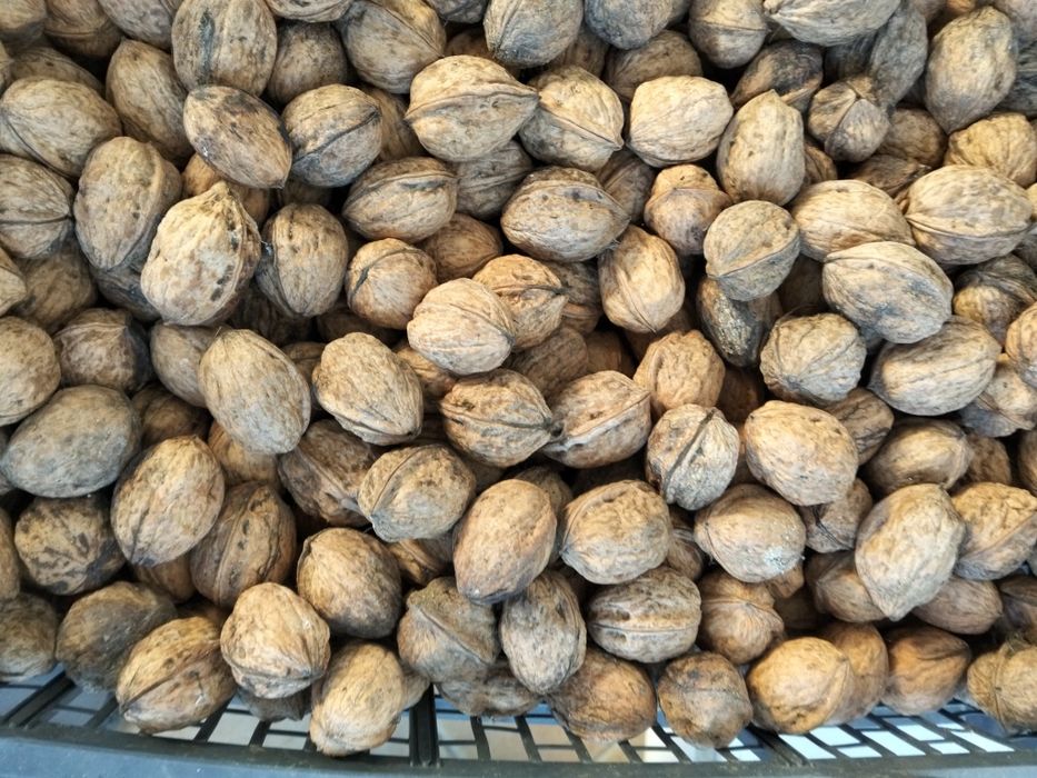 Nozes caseiras sem qualquer químico