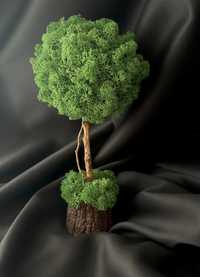 Дерево топіарій з стабілізованим мохом