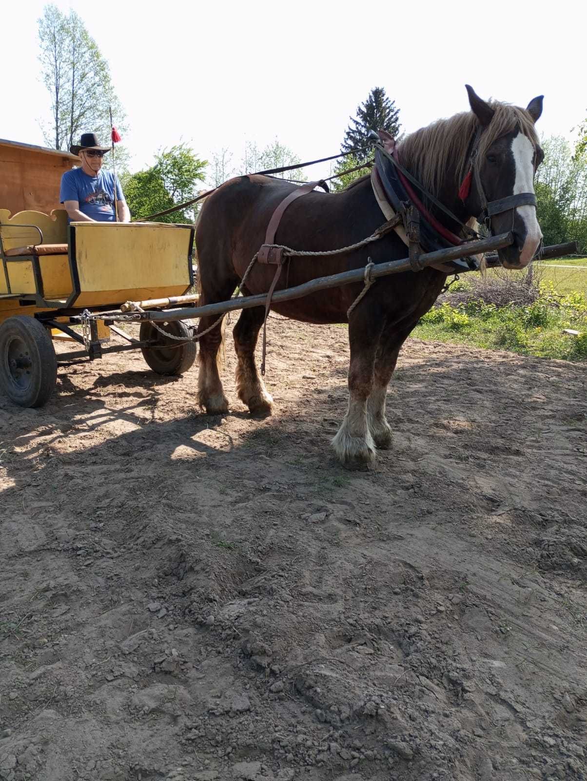 Klacz źrebna 800 kg