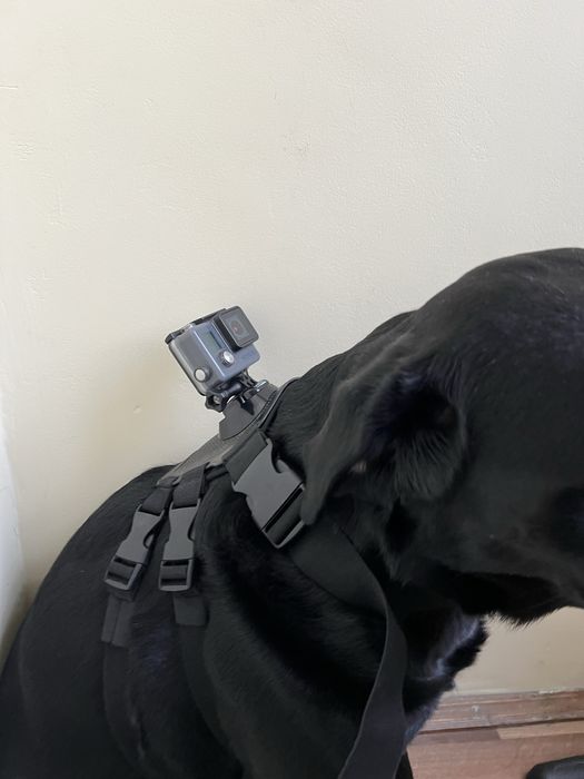 Екшн-камера Go Pro Hero+ , кріплення для камери на собаку