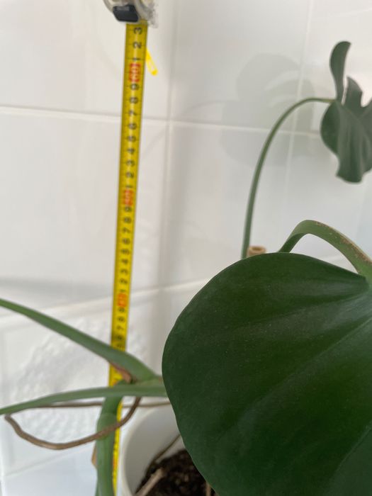 Kwiat Monstera  duży