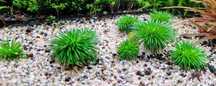 Eriocaulon Ratnagiricum sadzonka