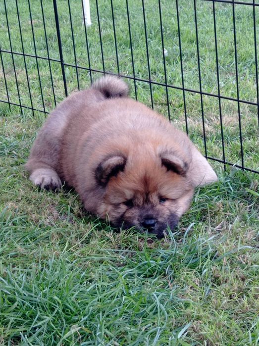 Chow Chow piesek z rodowodem ZKwP/FCI