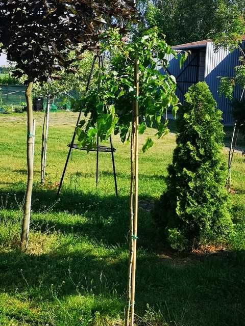 Morwa czarna -pendula i morwa biała