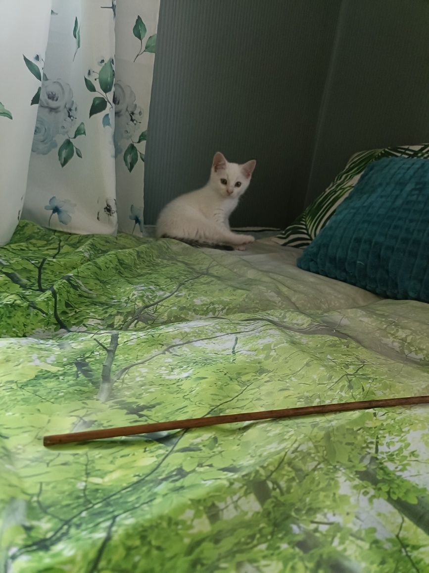 Mały kotek do oddania