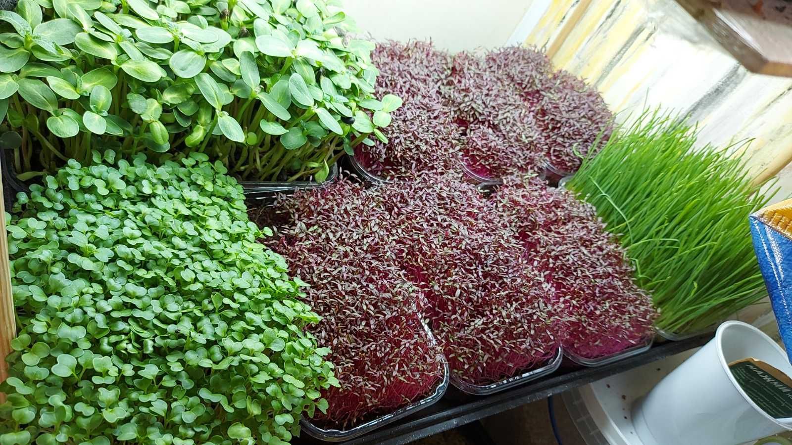 Микрозелень, микрогрин, мікрогрін, мікрозелень, витамины для деток