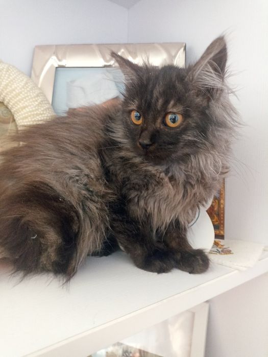 Шикарне кошенятко