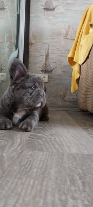 Мягенький, пушистый комочек счастья