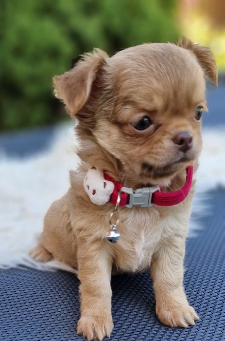 Chihuahua  piekny mały chłopczyk