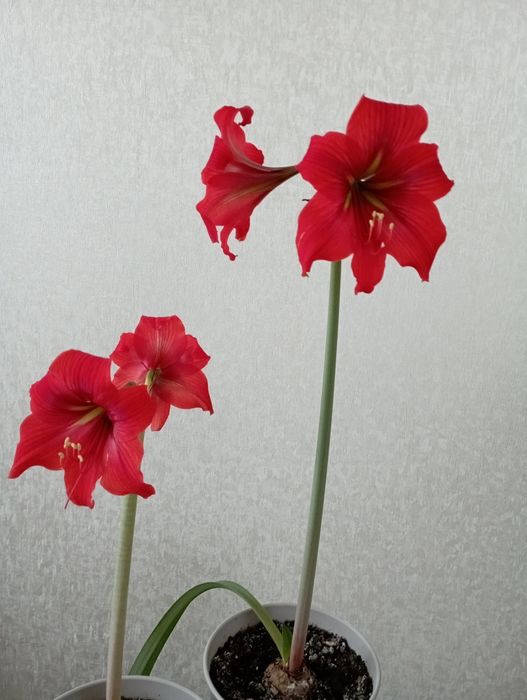 Цветок Амариллис
