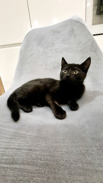 Arinka słodka czarnulka