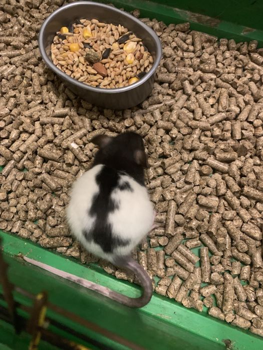 Криси дамбо, щуренята