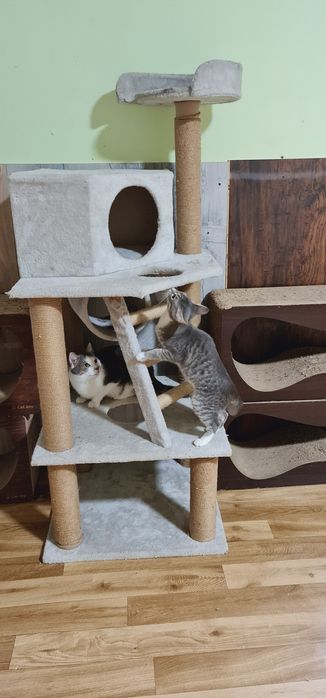 Кошеня дівчинка смугаста сіробіла