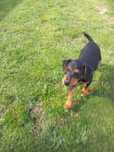 Niemiecki terier myśliwski jagdterier terrier