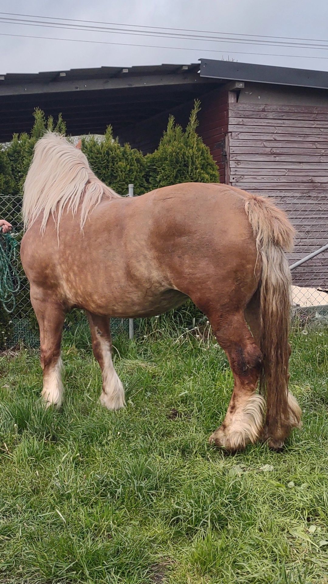Konie zimnokrwiste