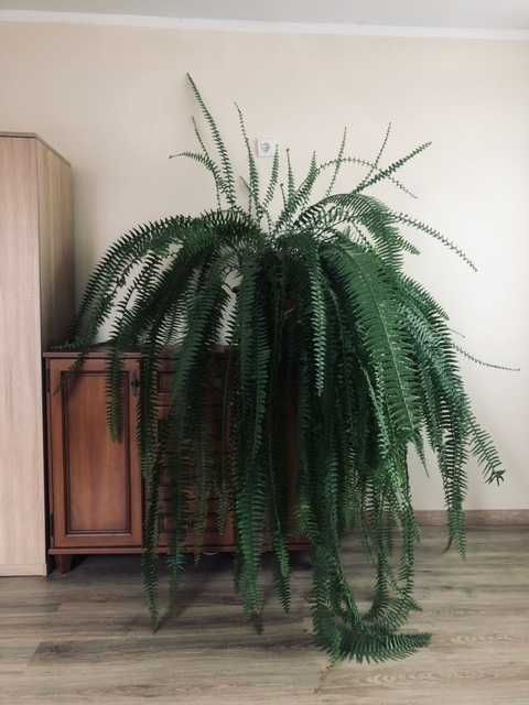 NEPHROLEPIS EXALTATA | Nefrolepis Wyniosły | paproć gigant