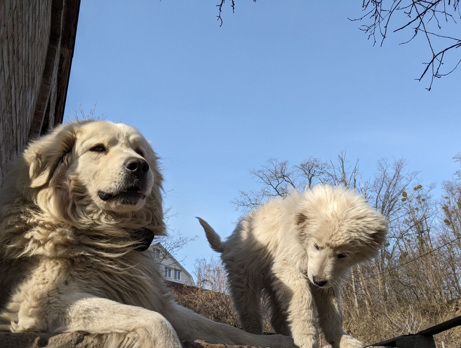 Словацький чувач цуценята