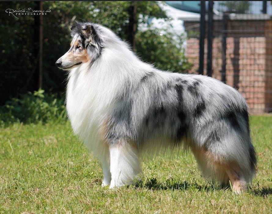 COLLIE Owczarek Szkocki długowłosy szczeniak rodowodem po Championach