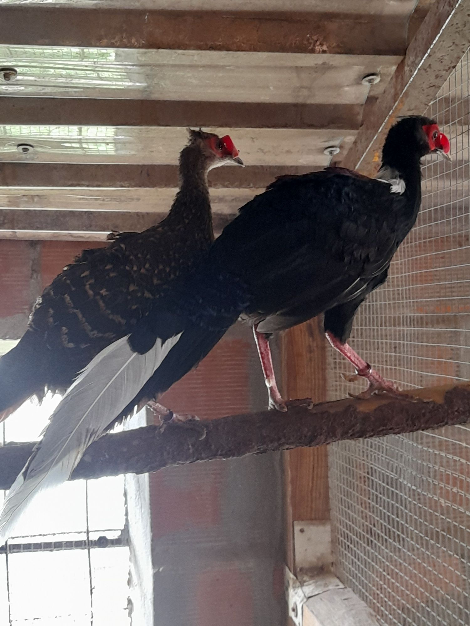 Venda de casais de Garnisos, Faisões Patos Carolinos .