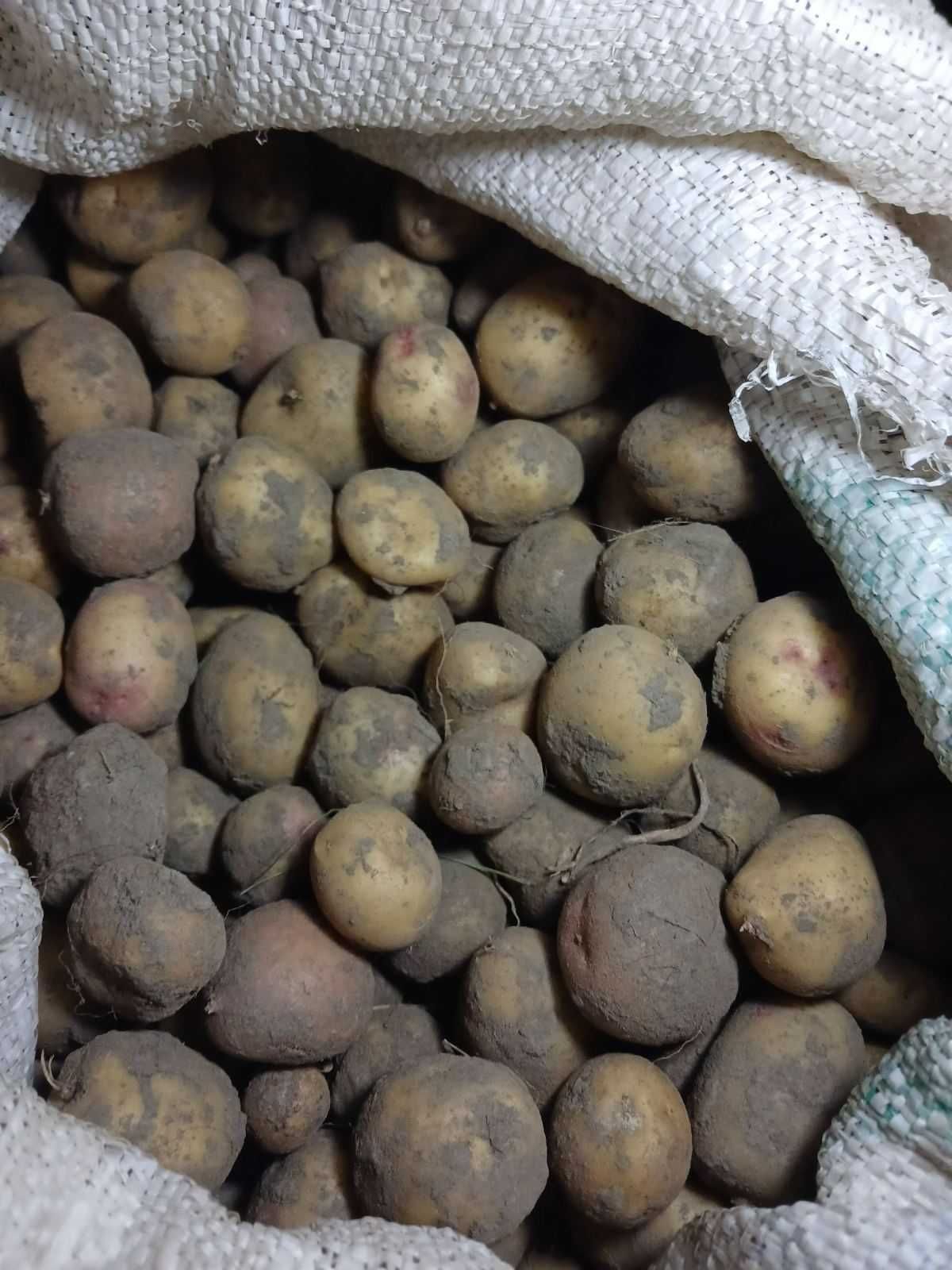 Продам середню картоплю
