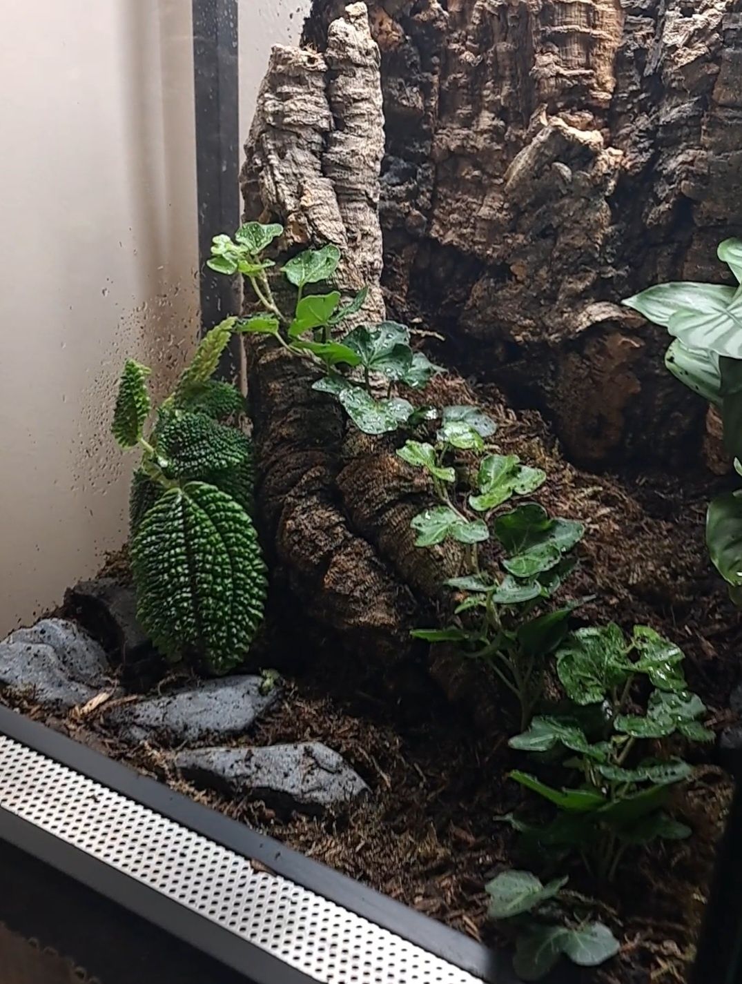 Unikalne Żywe Terrarium – leśny klimat do Twojego wnętrza!