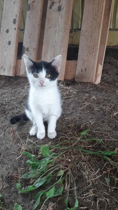 Mi to piękna ok 3 mcz kicia czeka na odpowiedziaalny dom Katarzyna