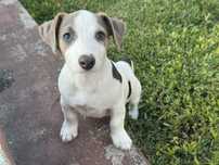 Jack russell Terrier macho