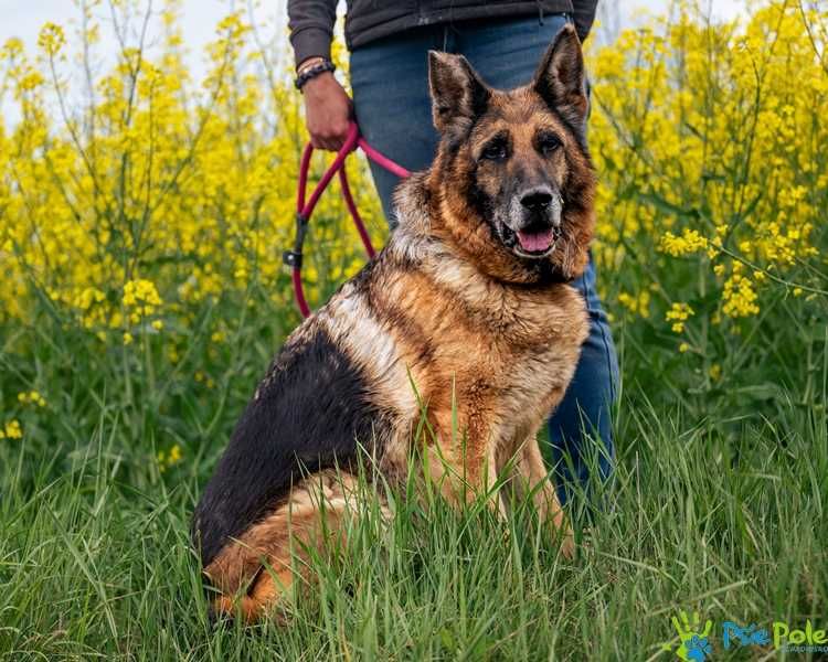 Sonetka - starsza, miła suczka w typie rasy owczarek niemiecki