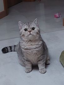 Kot brytyjski krótkowłosy - srebrny kocur, gotowy do odbioru
