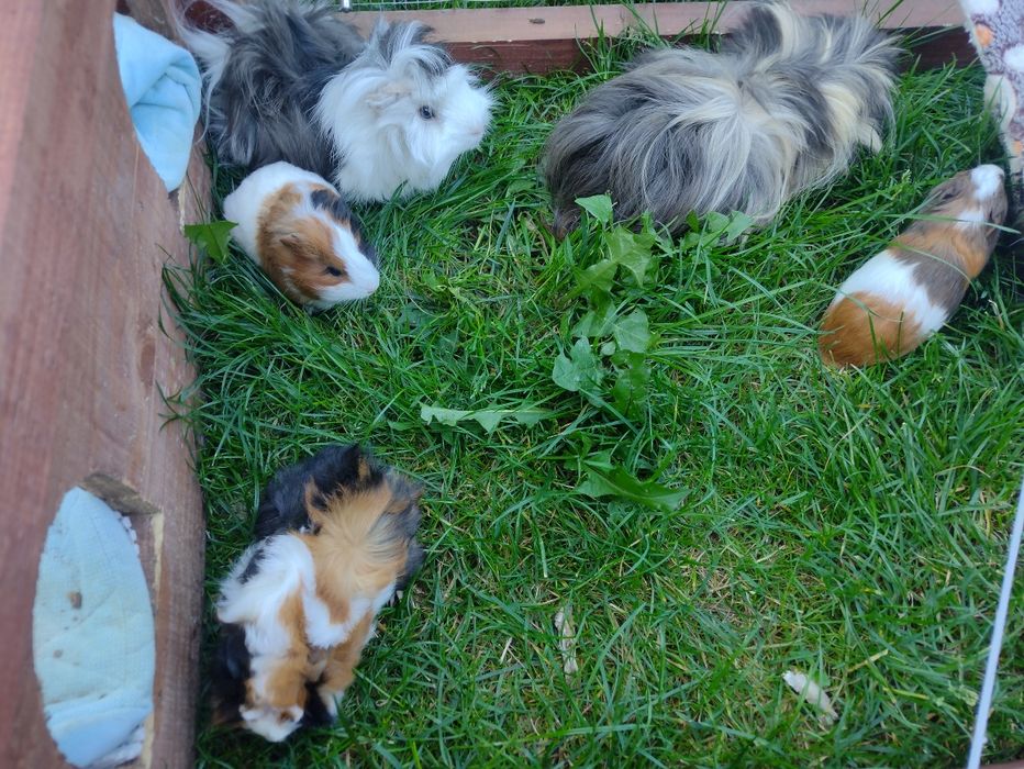 Świnki morskie młode dlugowłose