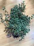 Tradescantia 'Violet Green' Trzykrotka - cała, duża roślina