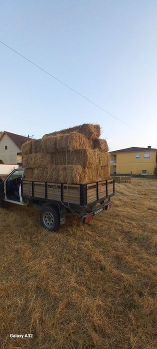 Palha nascidisa de 2025