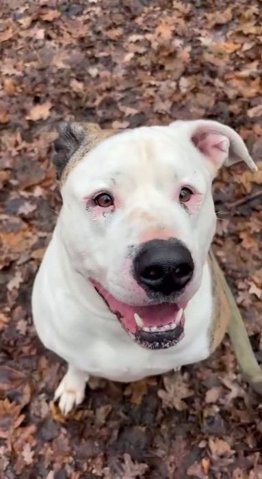 Зевс. Кобель. Тим хто знає породу