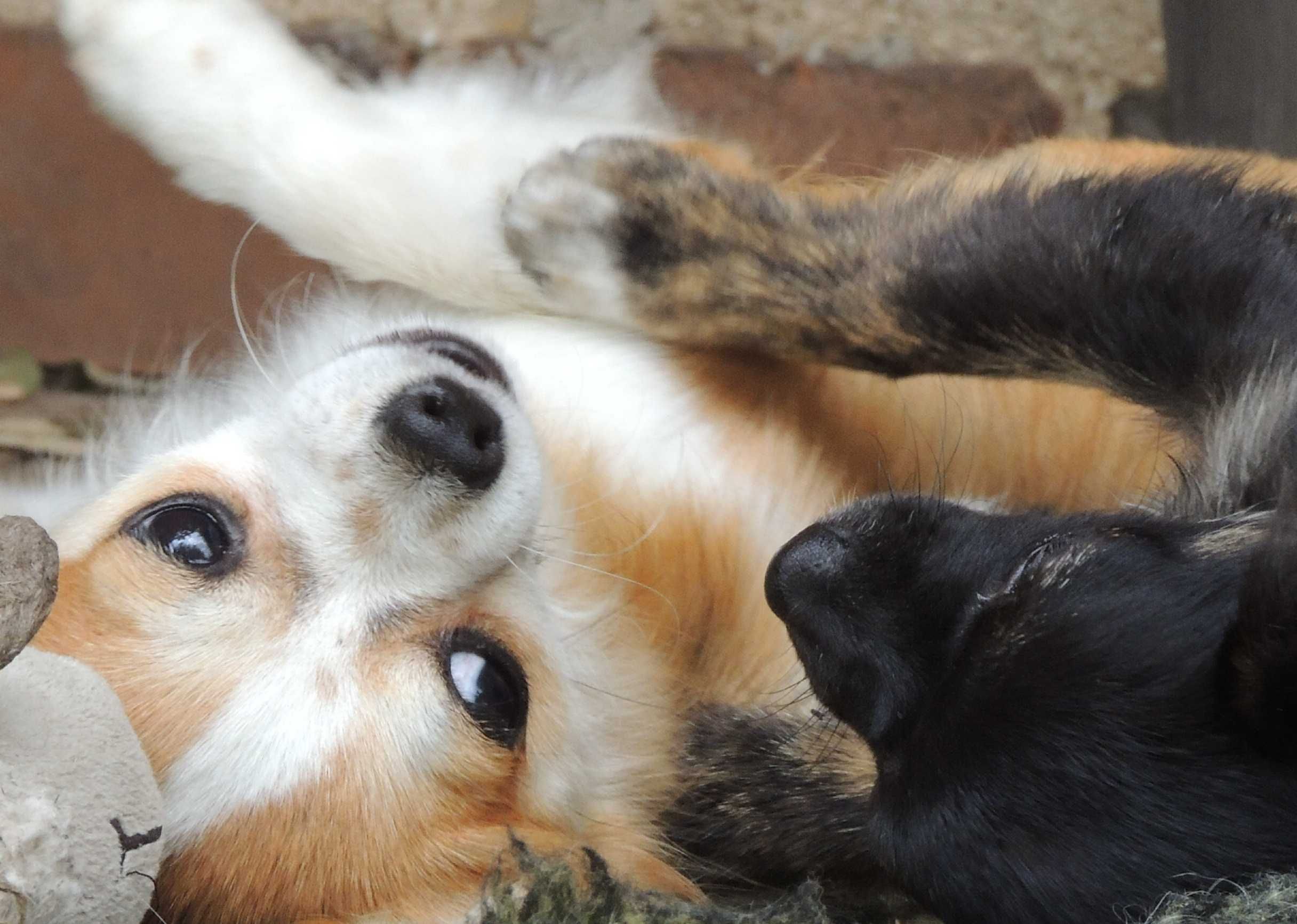 Chihuahua piesek długowłosy ZKwP Częstochowa