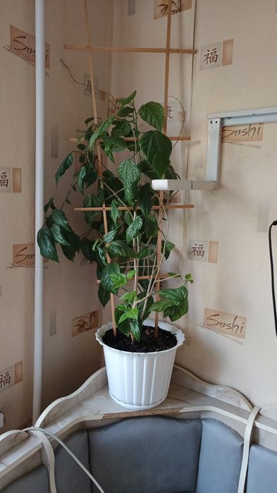 Продам кімнатні квіти. Роза. Троянда