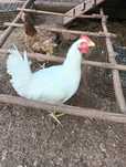 Galinhas con pintainhos e Galos