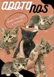 Gatinhos bebés para adoção responsável