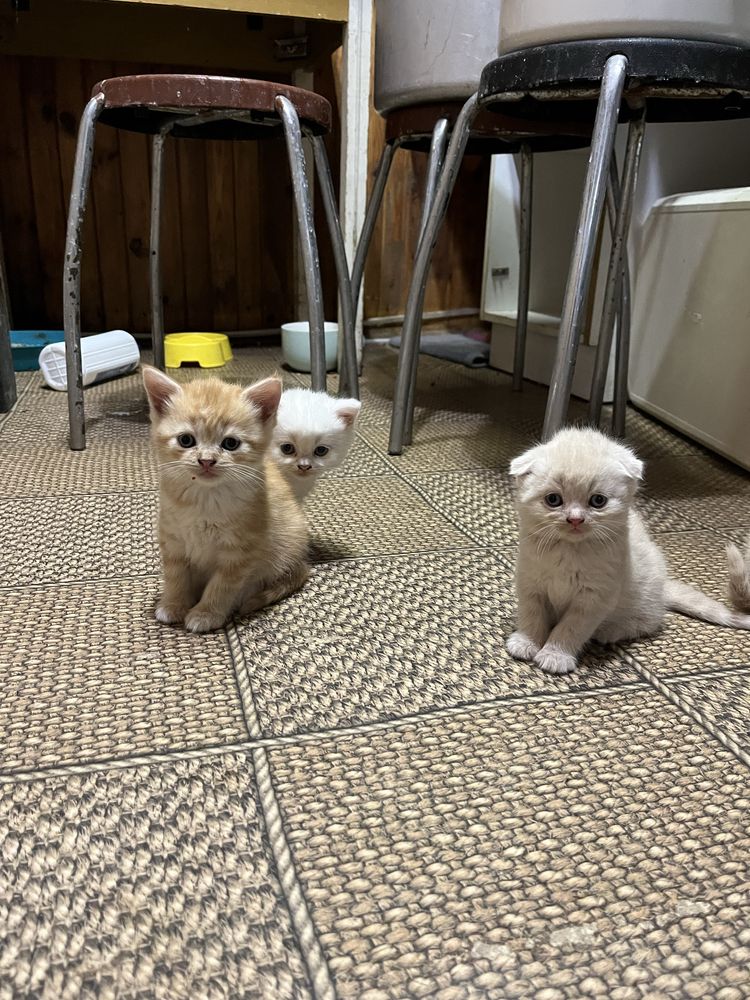Котики і кицьки